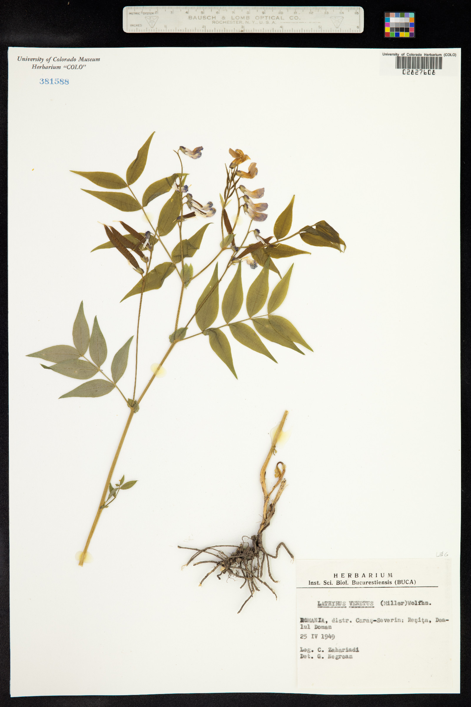 Lathyrus venetus image