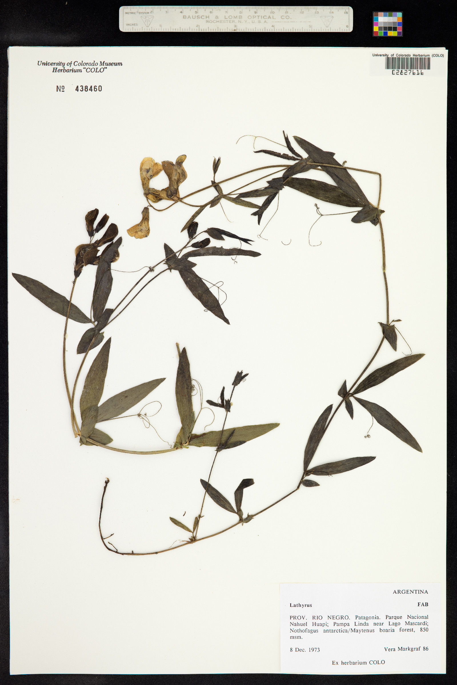 Lathyrus venetus image