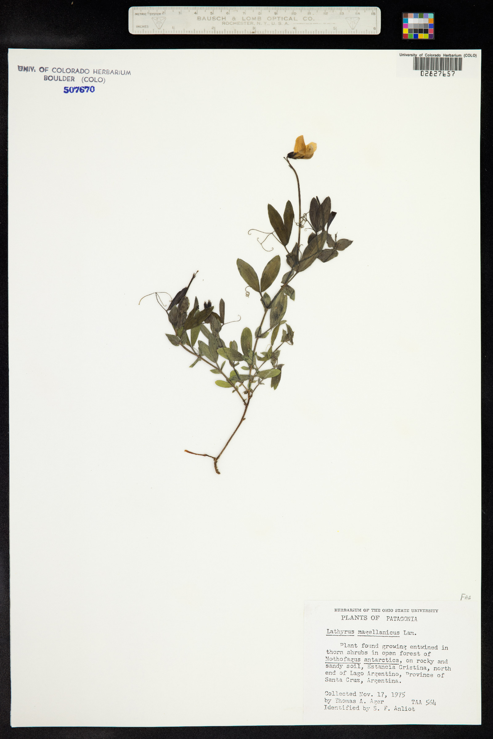 Lathyrus magellanicus image