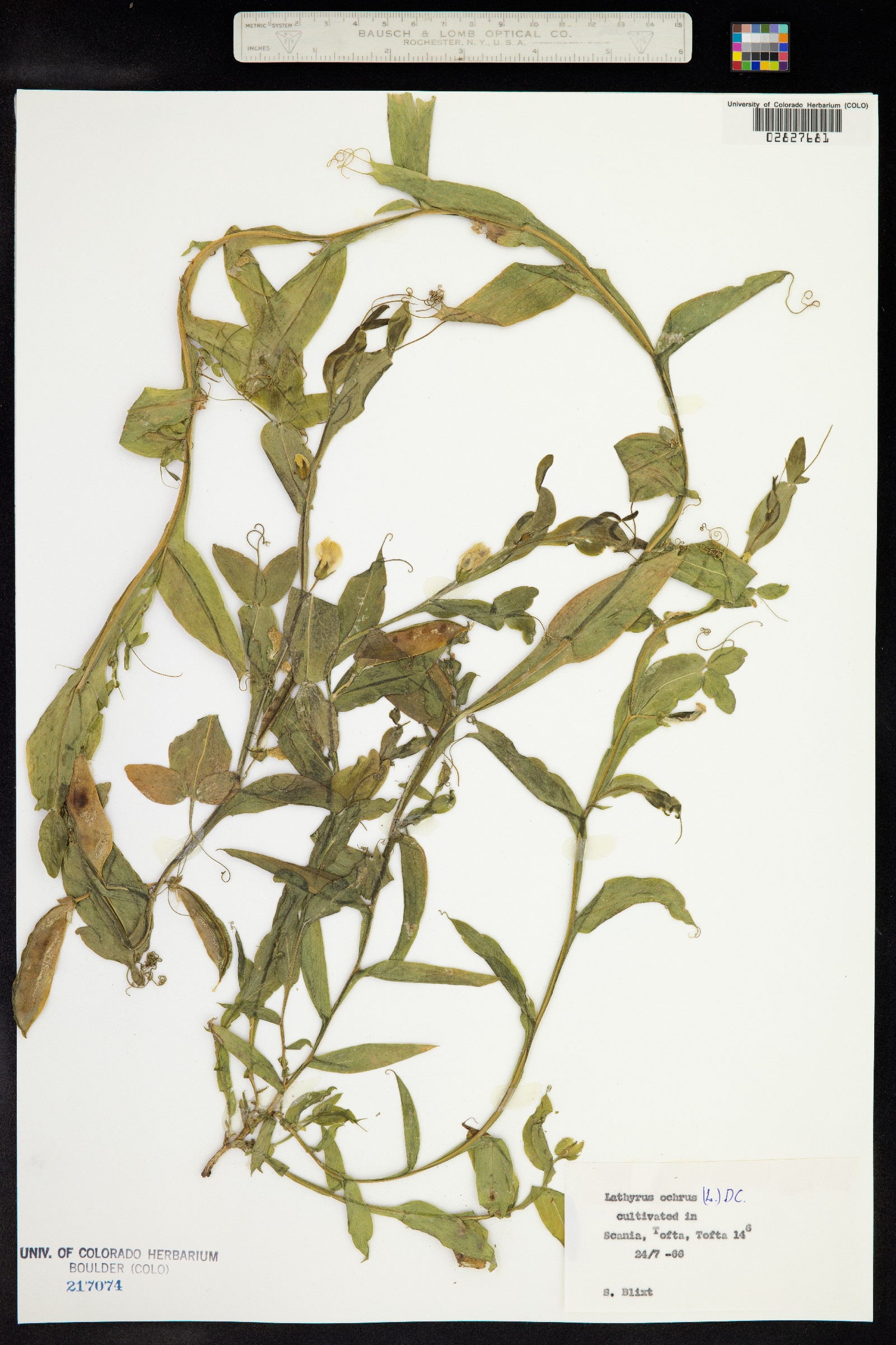 Lathyrus ochrus image