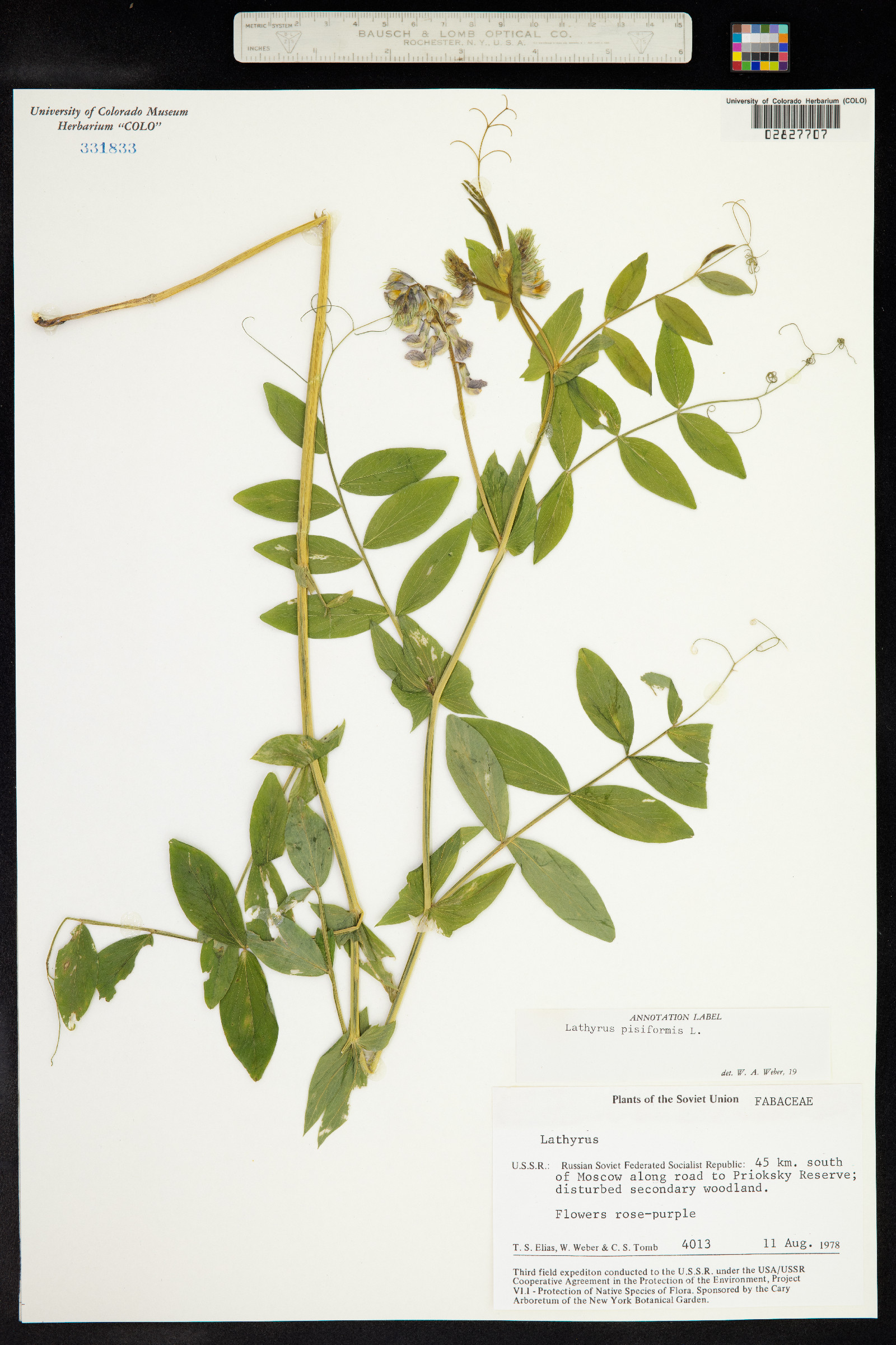 Lathyrus pisiformis image