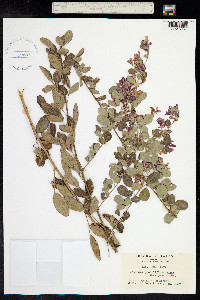 Lespedeza bicolor image