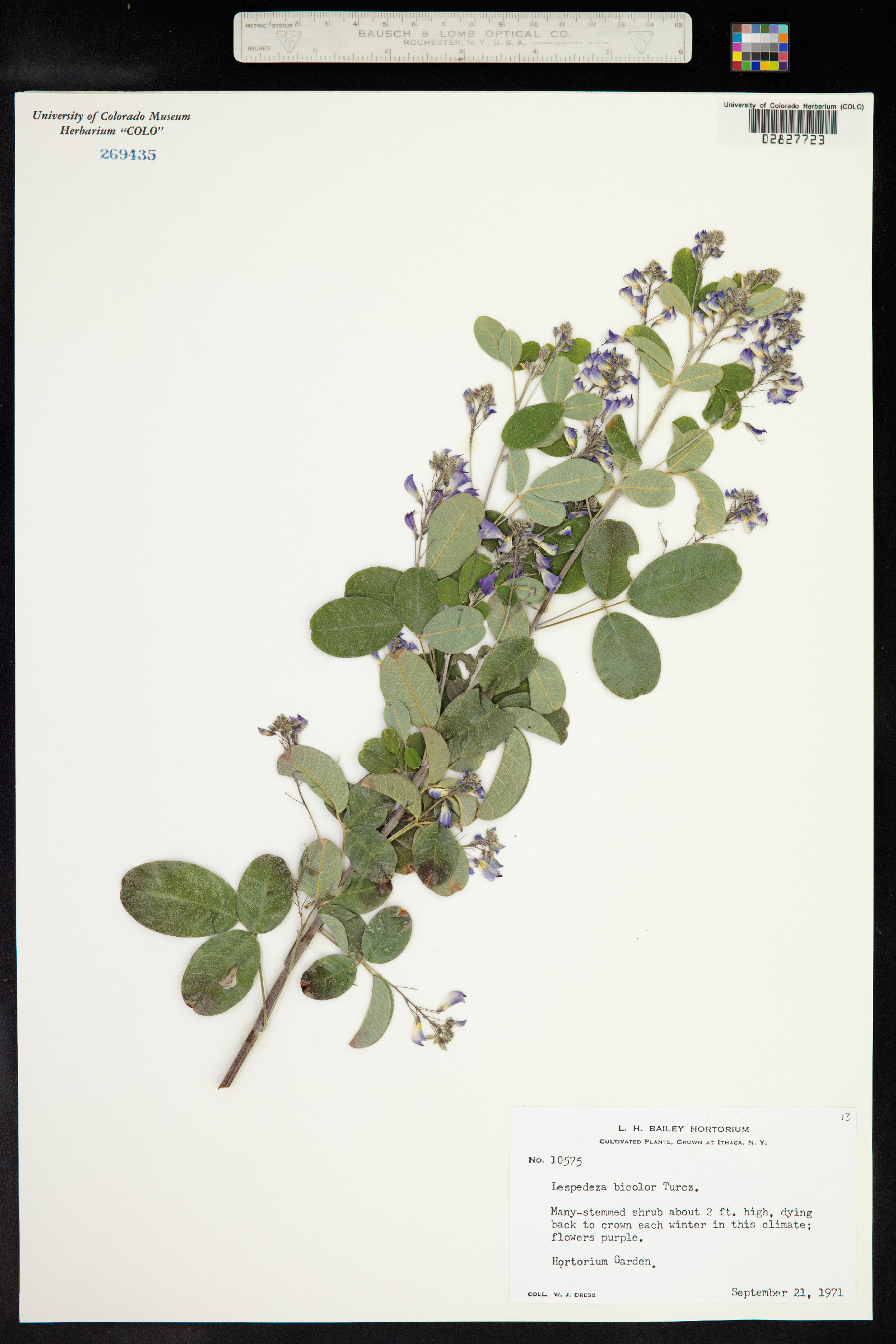 Lespedeza bicolor image