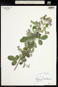 Lespedeza bicolor image