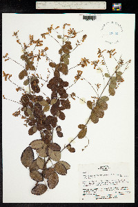 Lespedeza bicolor image