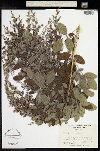 Lespedeza bicolor image