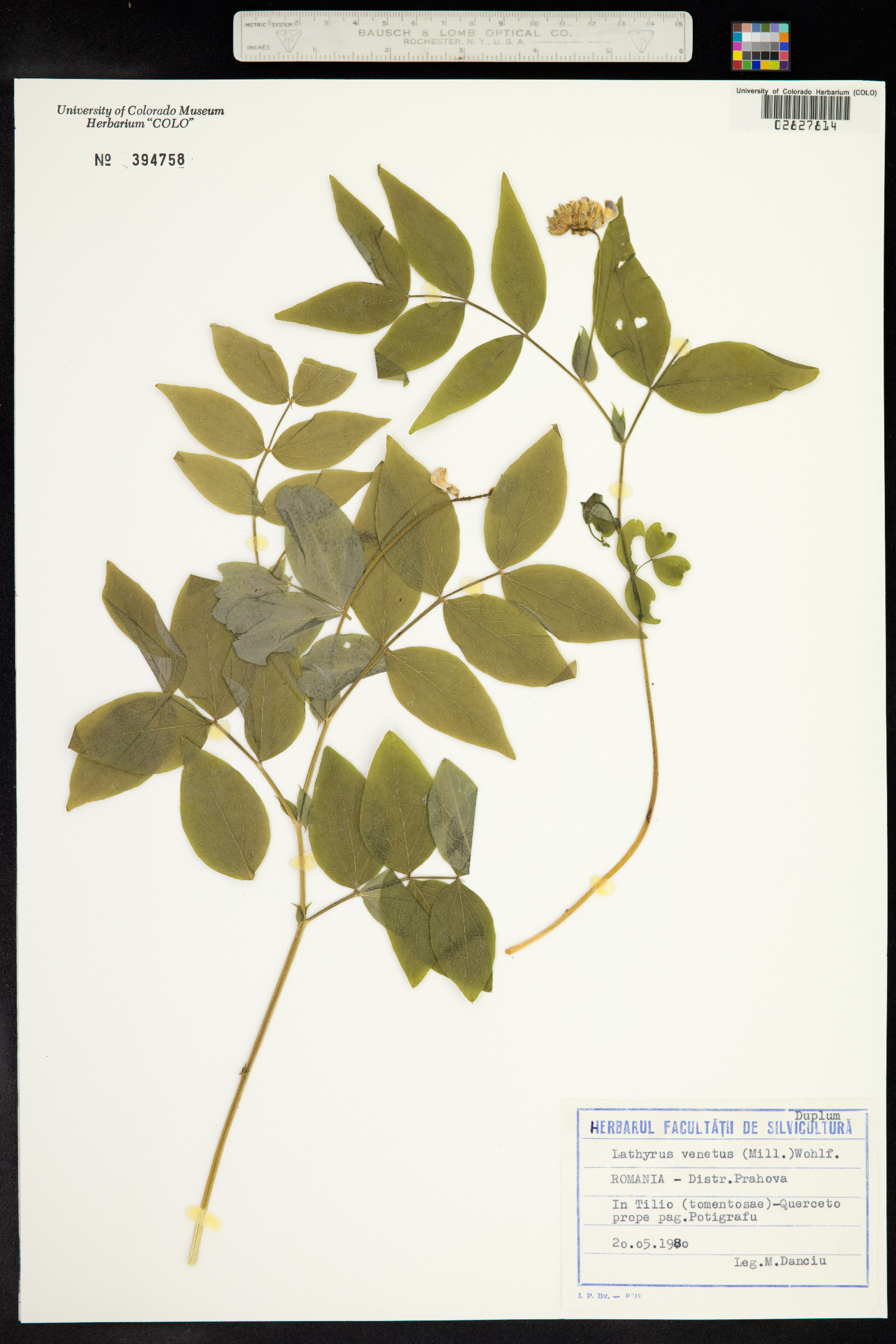 Lathyrus venetus image