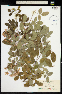 Lespedeza bicolor image