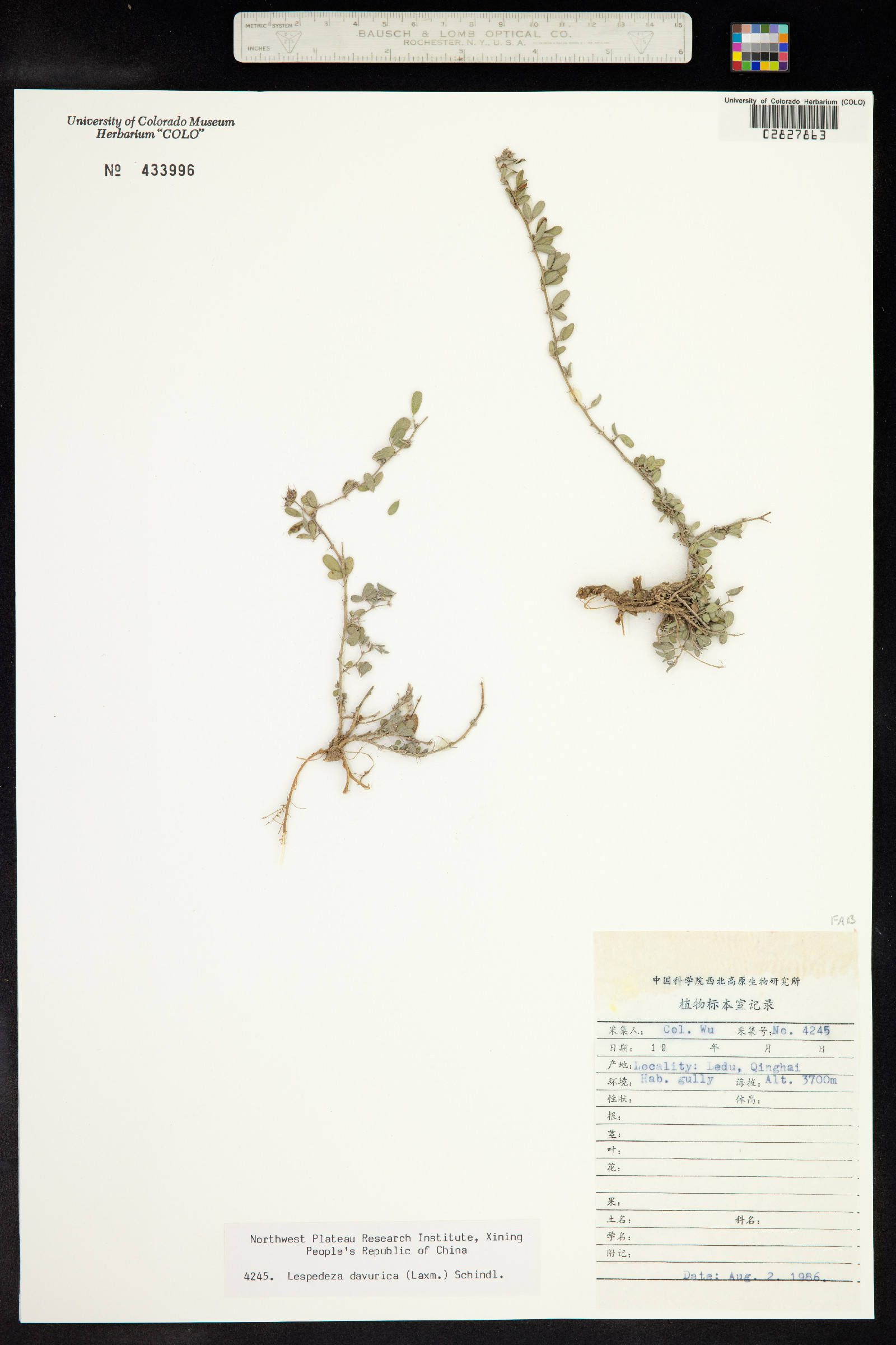 Lespedeza davurica image