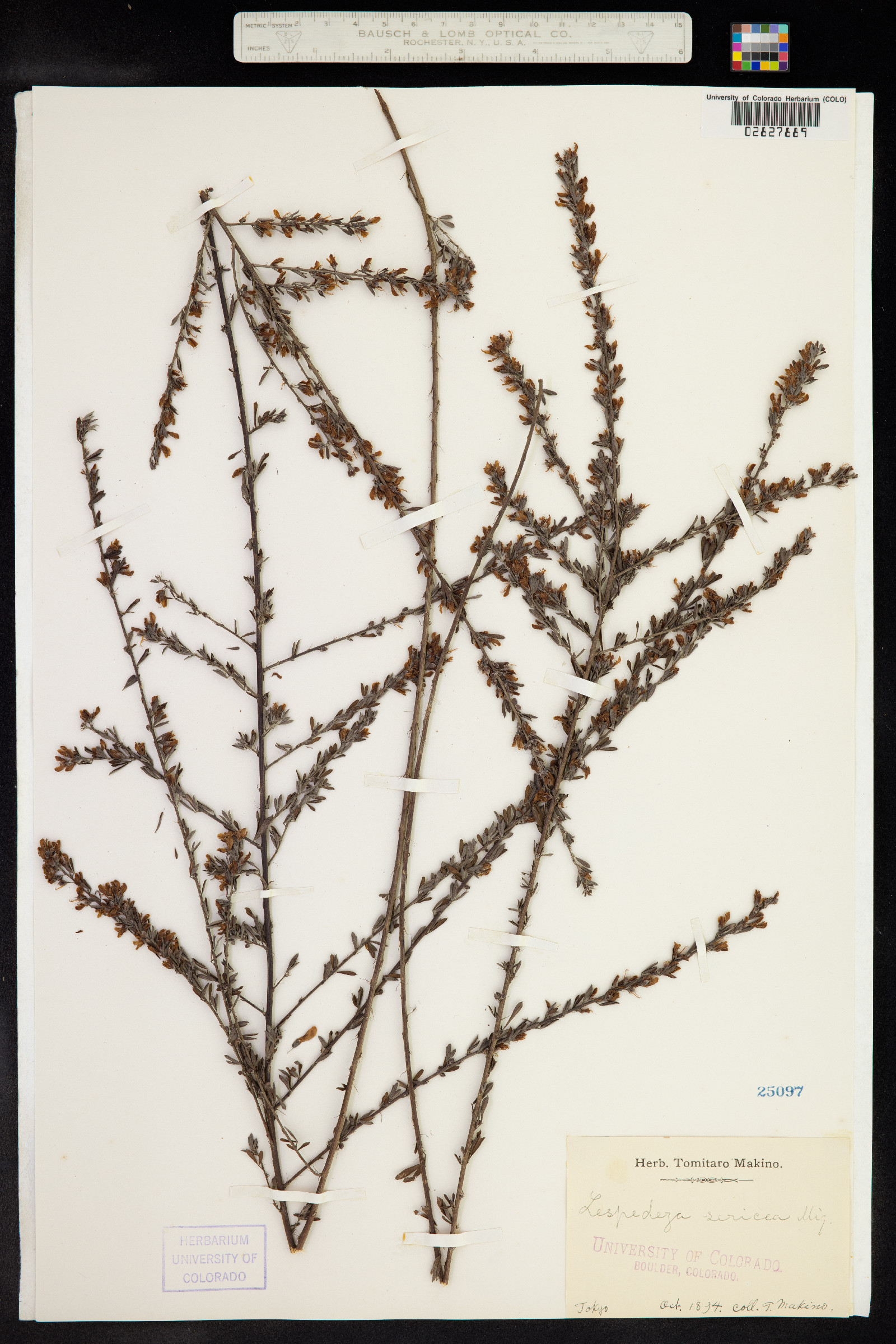 Lespedeza cuneata image