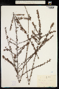 Lespedeza cuneata image