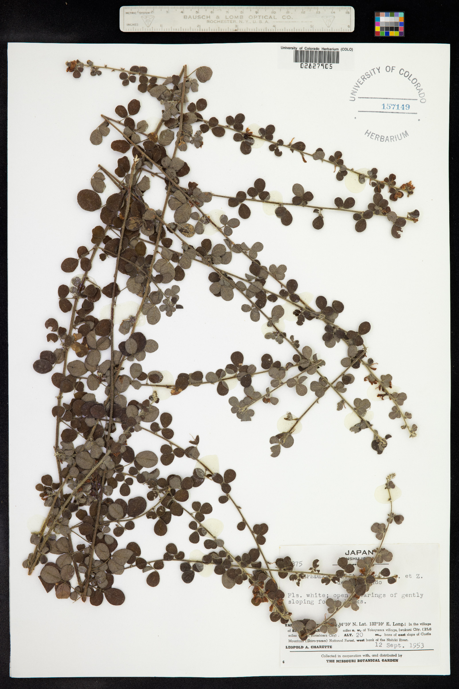 Lespedeza pilosa image