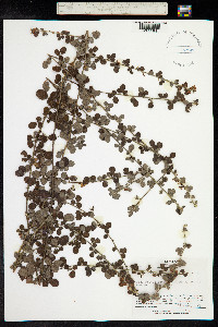 Lespedeza pilosa image