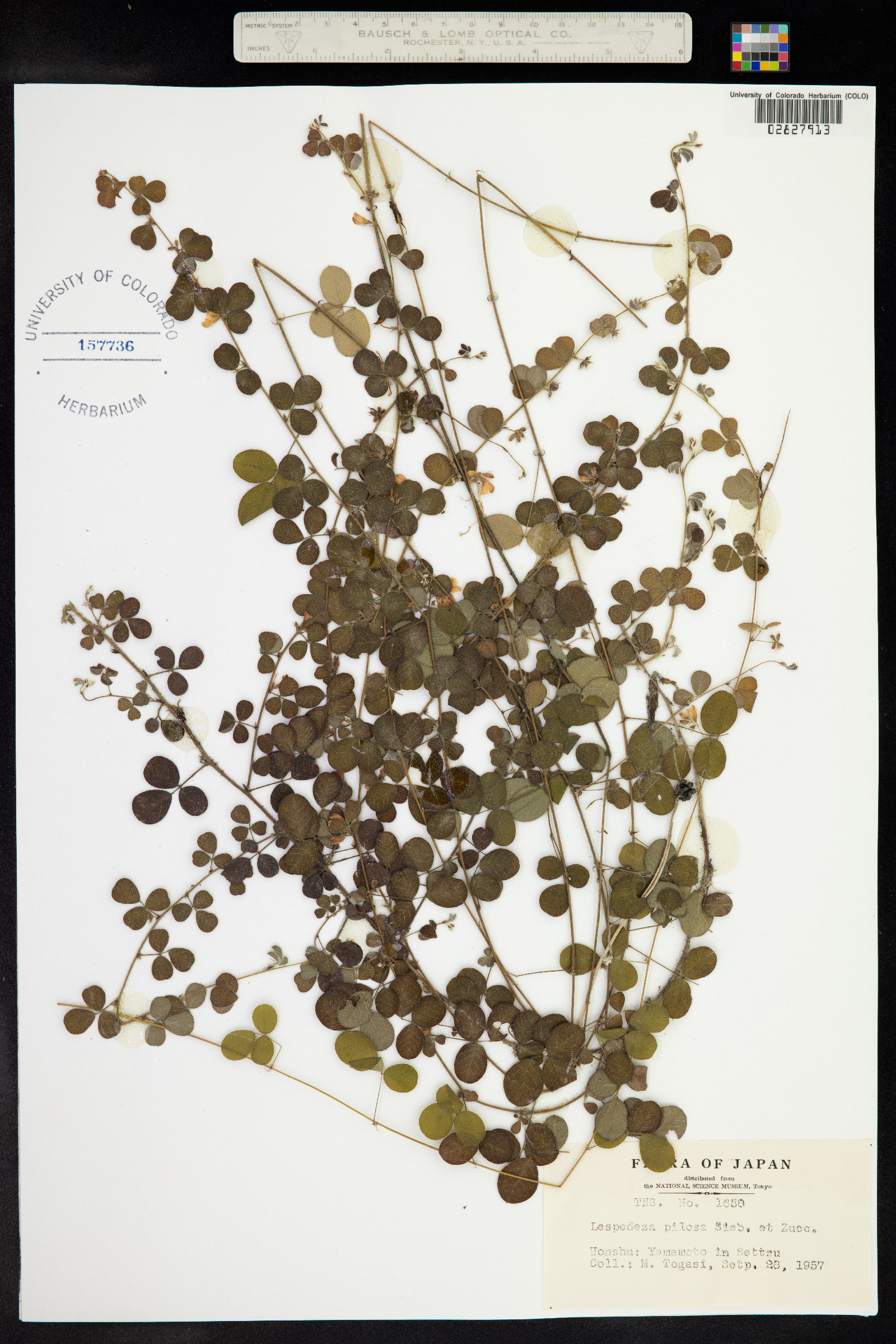 Lespedeza pilosa image