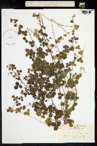 Lespedeza pilosa image