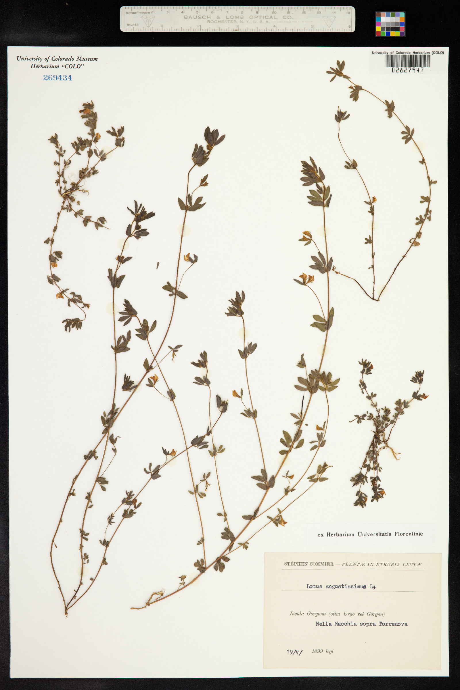 Lotus angustissimus image