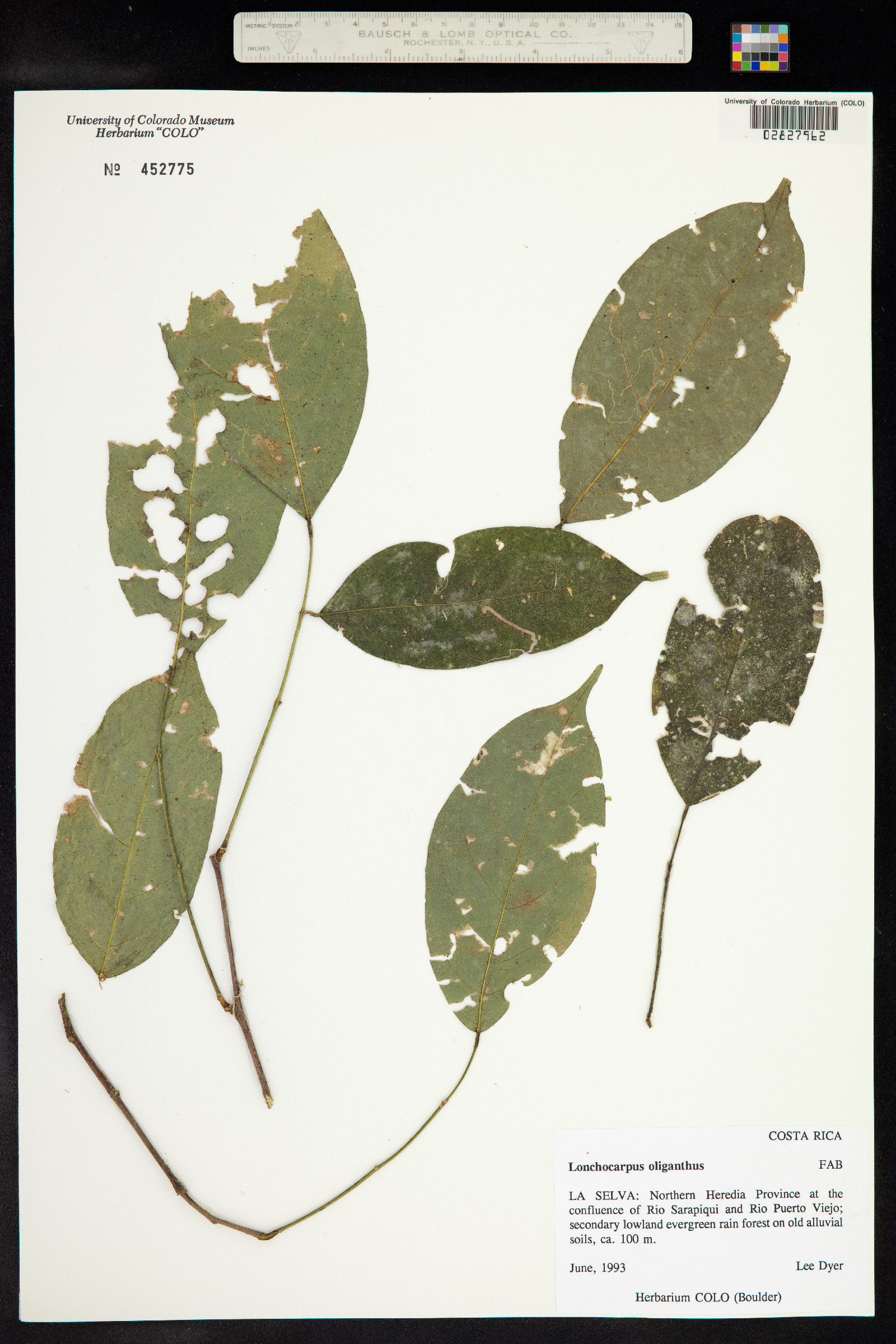 Lonchocarpus oliganthus image