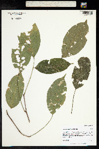 Lonchocarpus oliganthus image