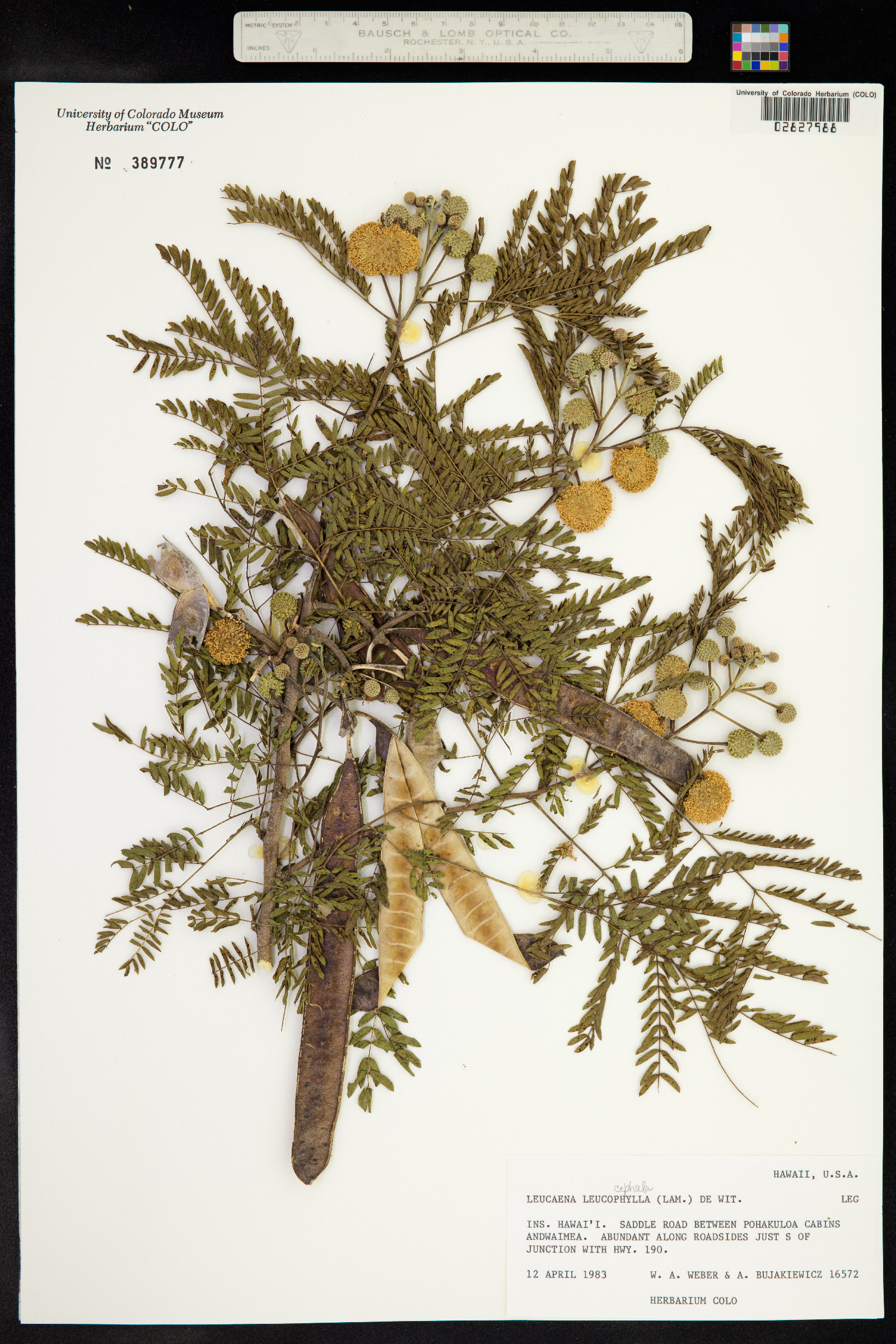 Leucaena leucocephala image