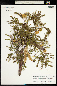 Leucaena leucocephala image