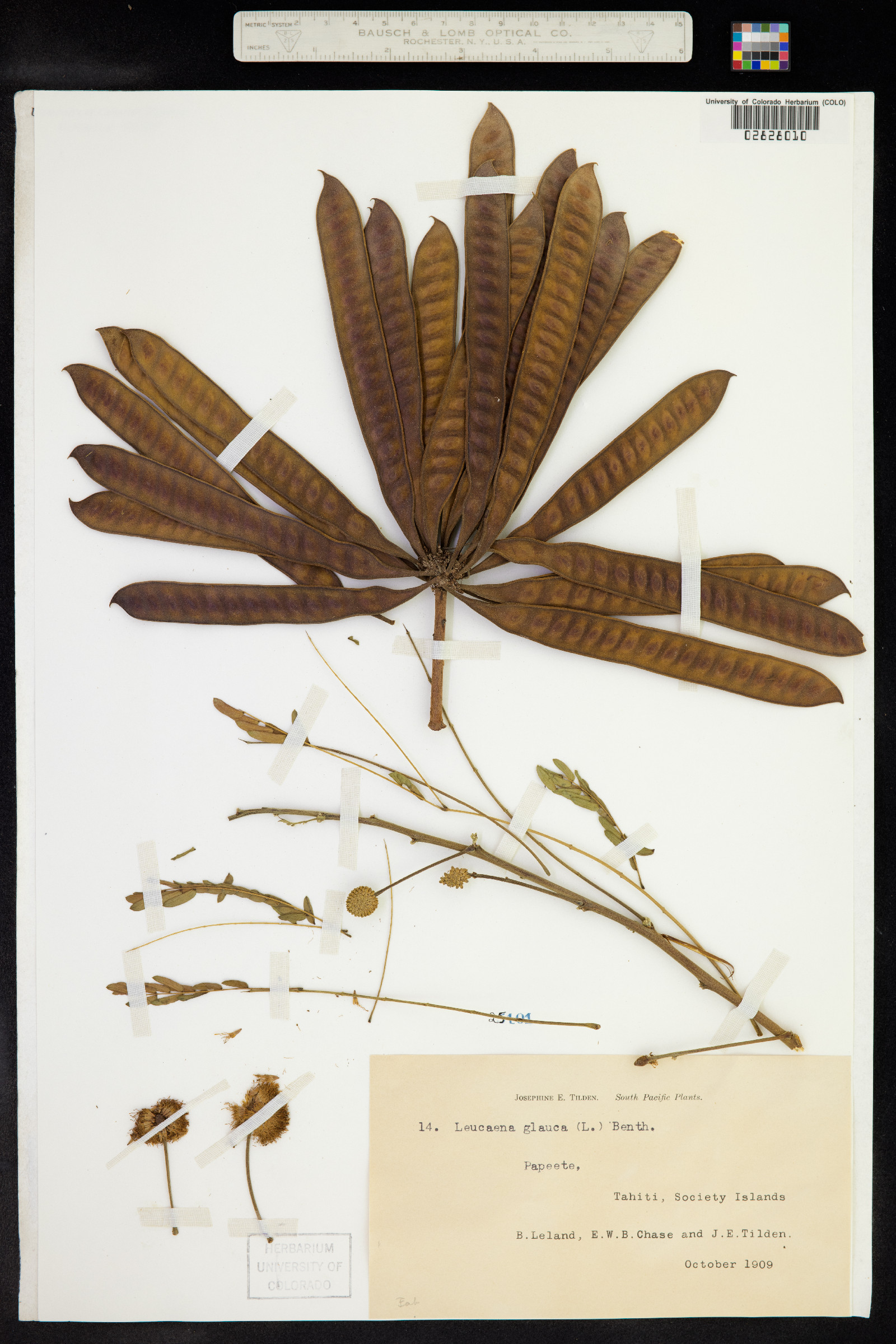 Leucaena leucocephala ssp. leucocephala image