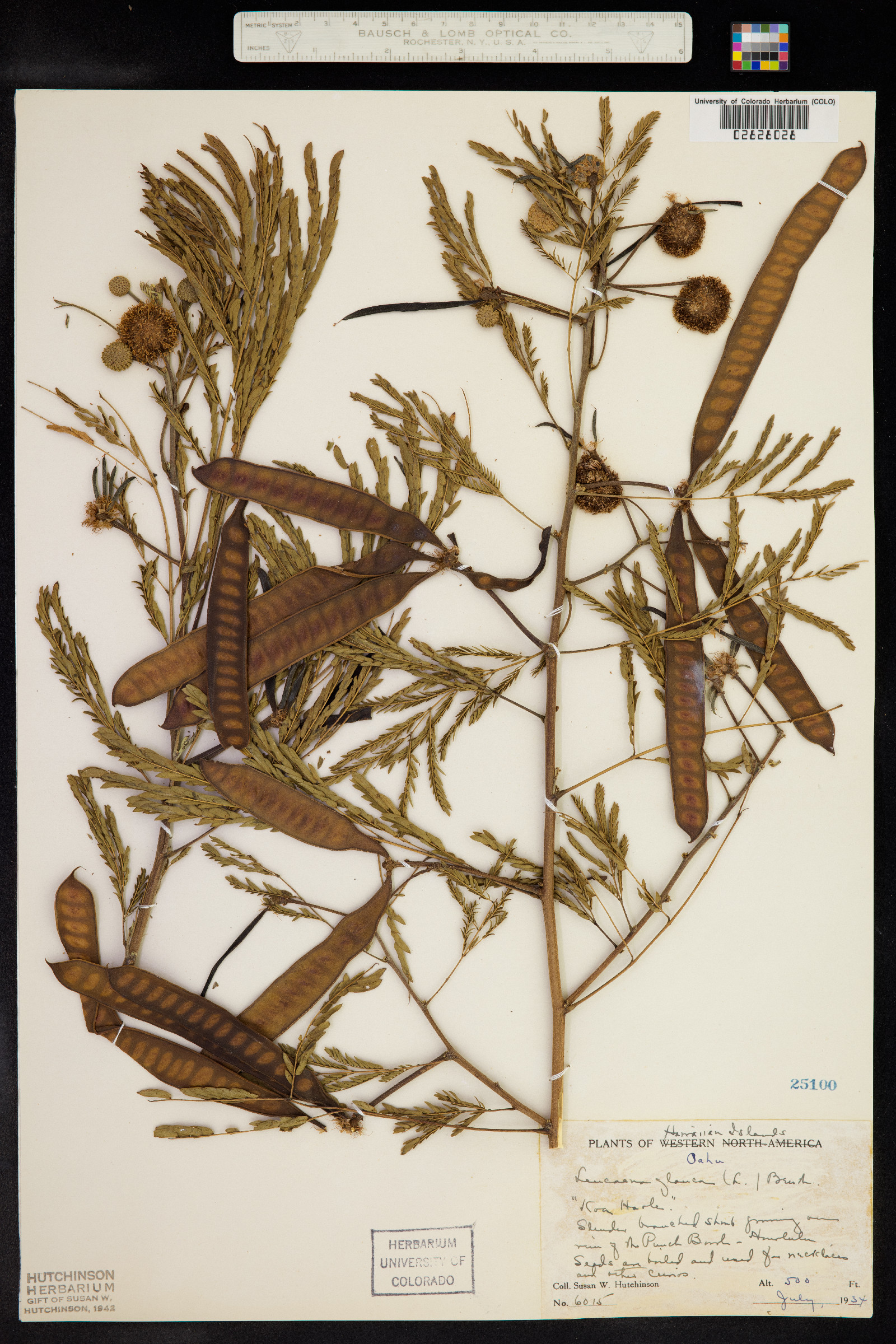 Leucaena leucocephala image