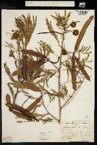 Leucaena leucocephala image