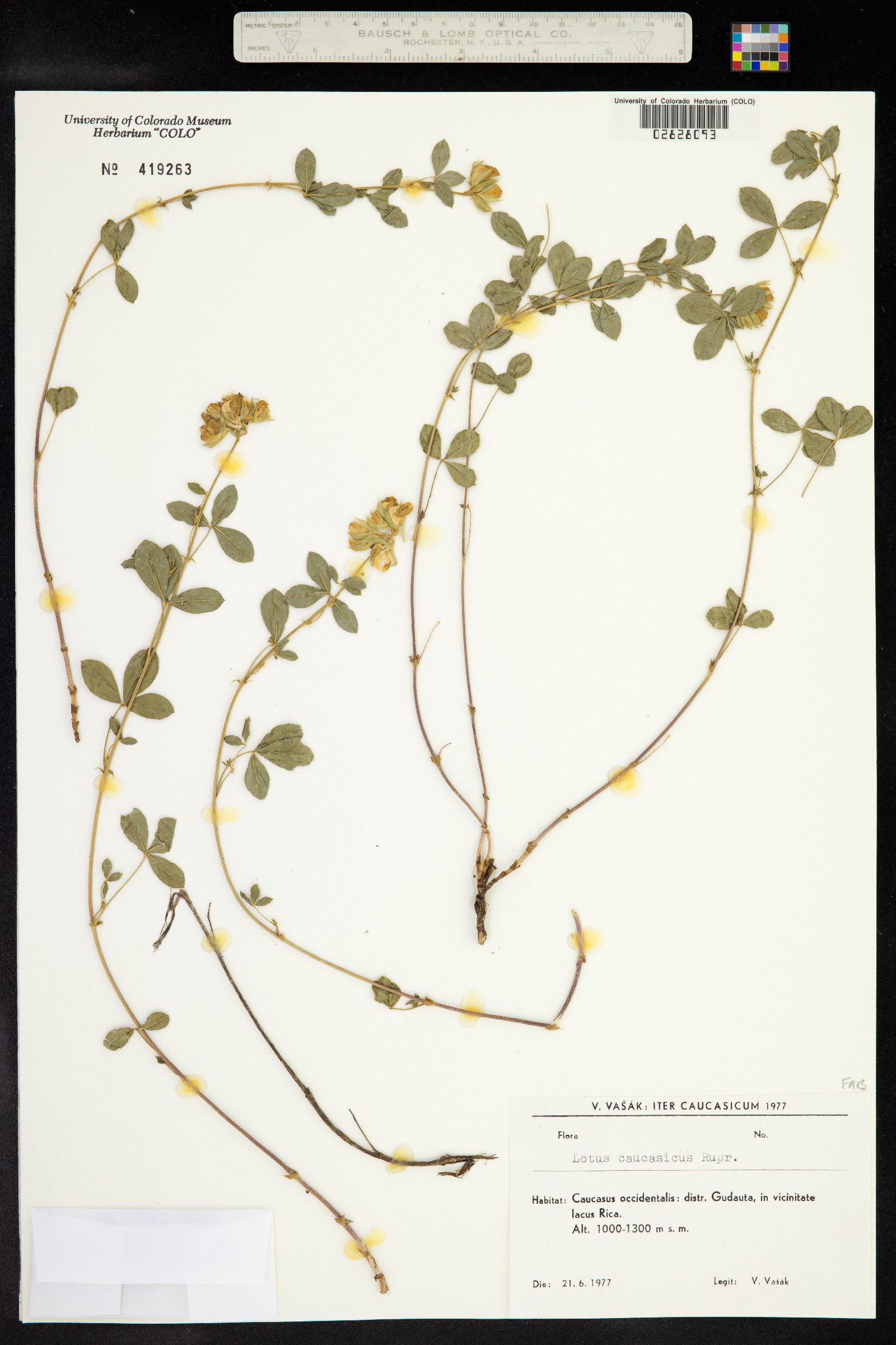 Lotus corniculatus var. corniculatus image