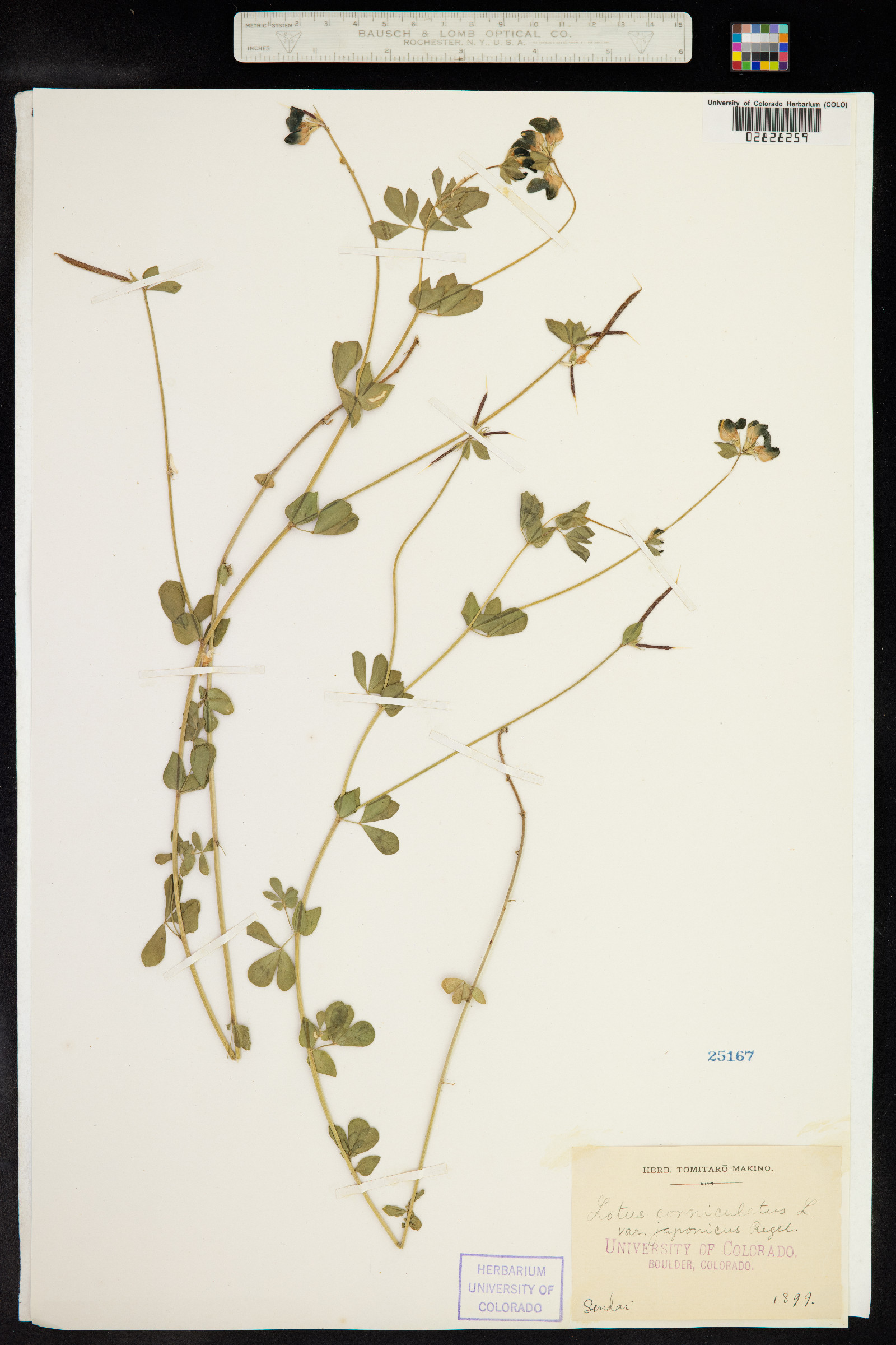 Lotus corniculatus image