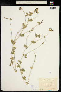 Lotus corniculatus image