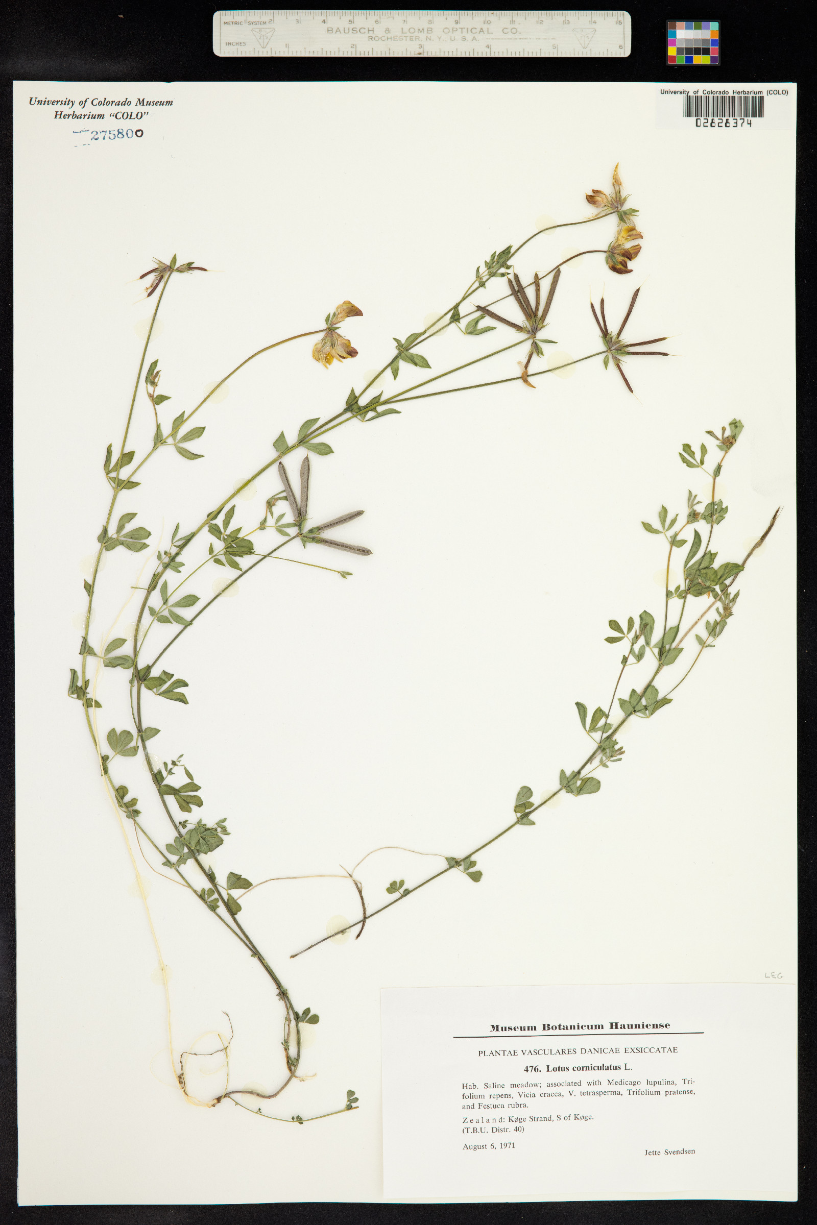 Lotus corniculatus image