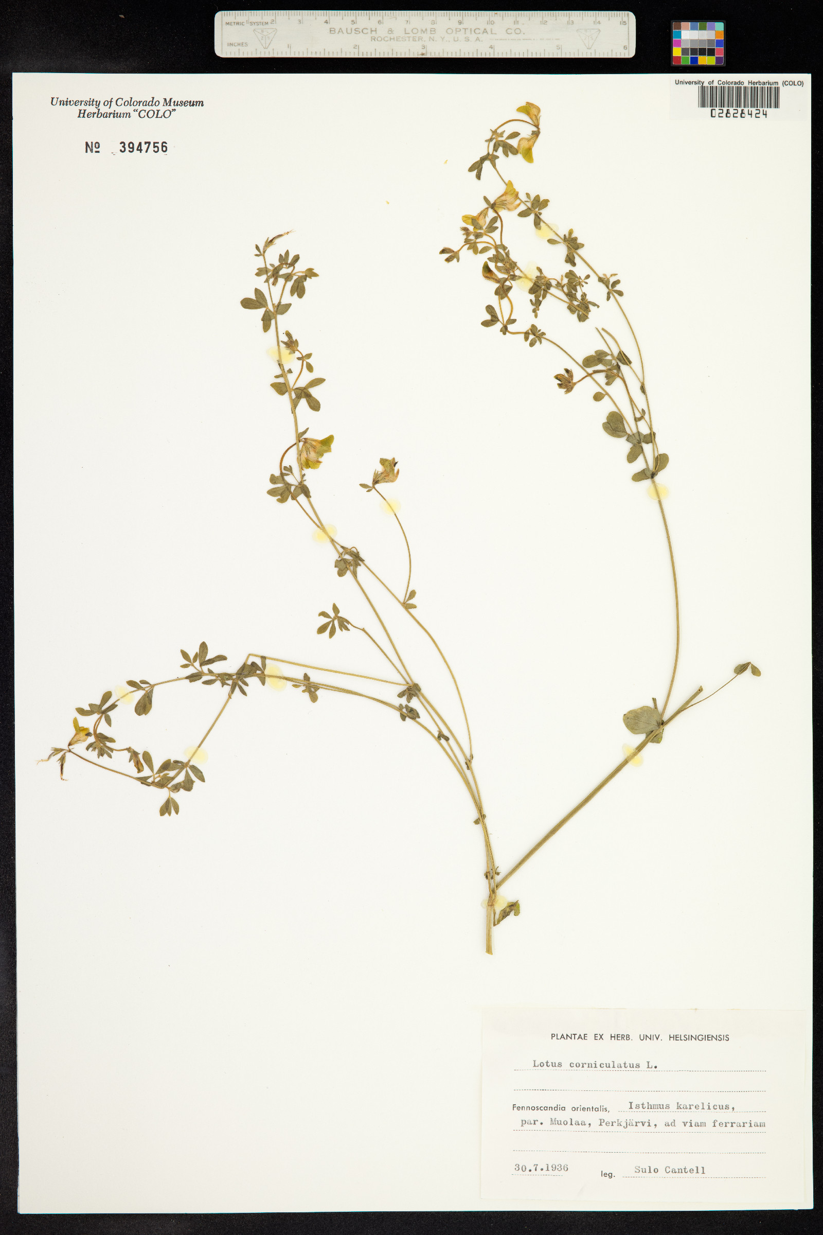 Lotus corniculatus image