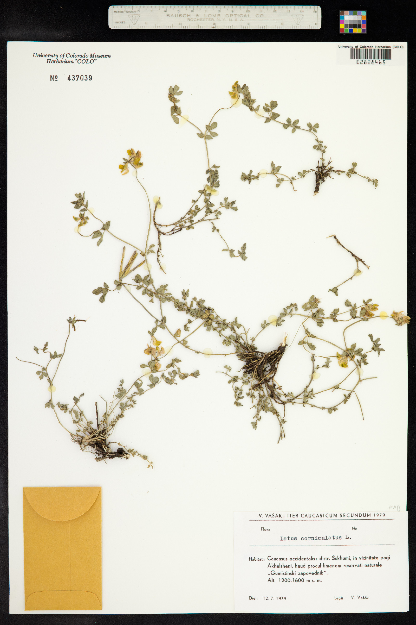 Lotus corniculatus image