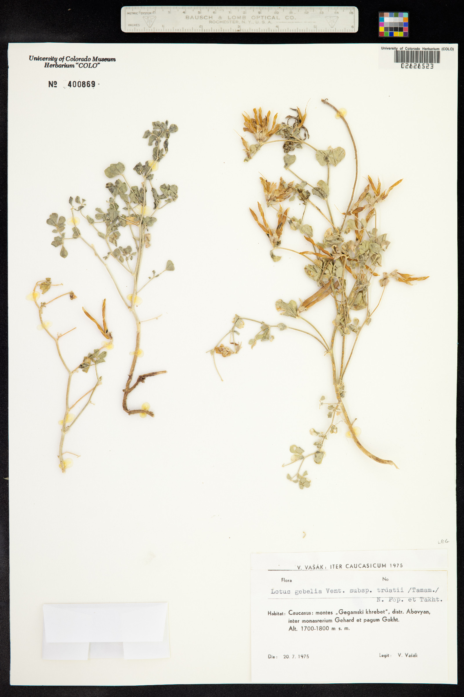 Lotus gebelia image