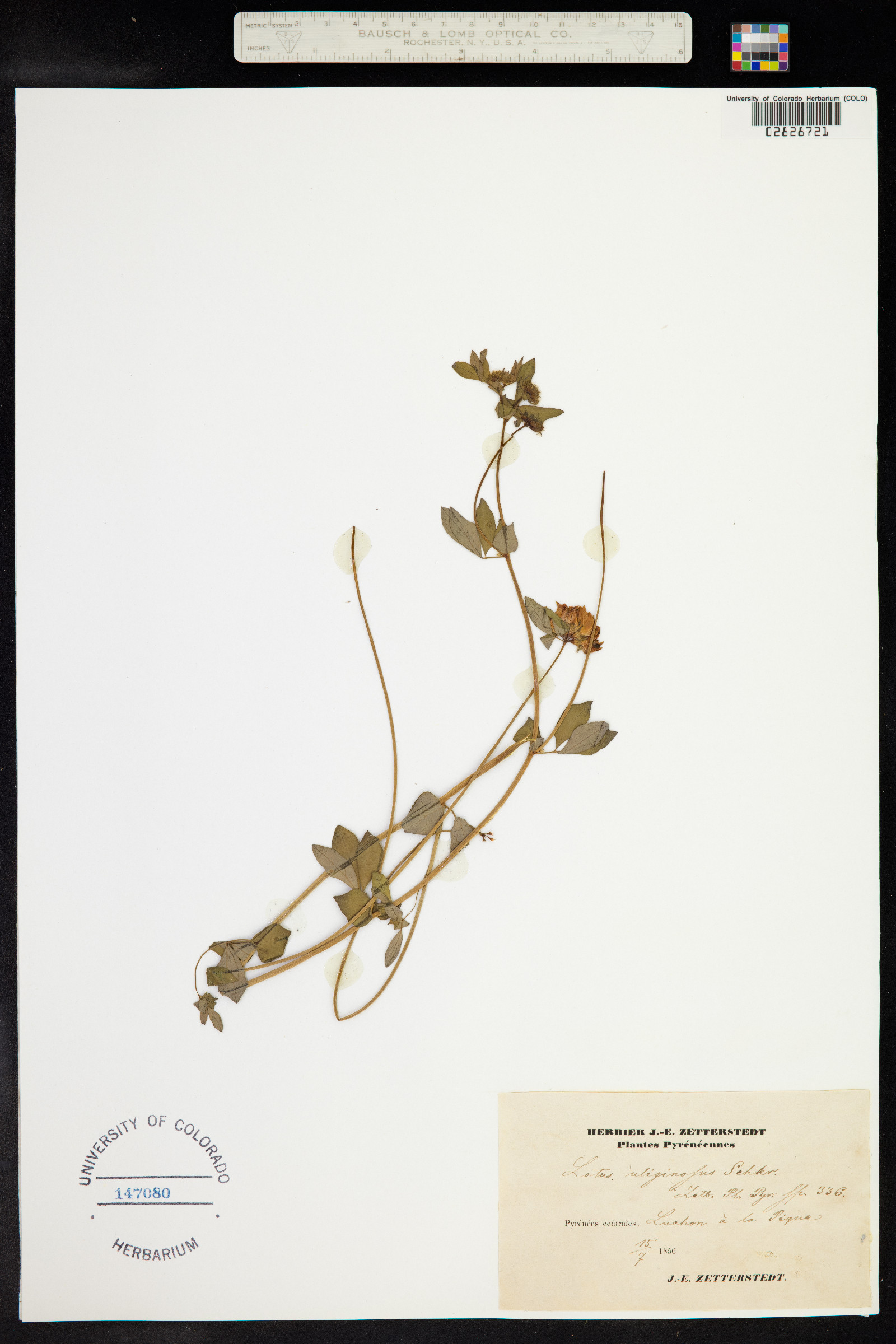 Lotus uliginosus image