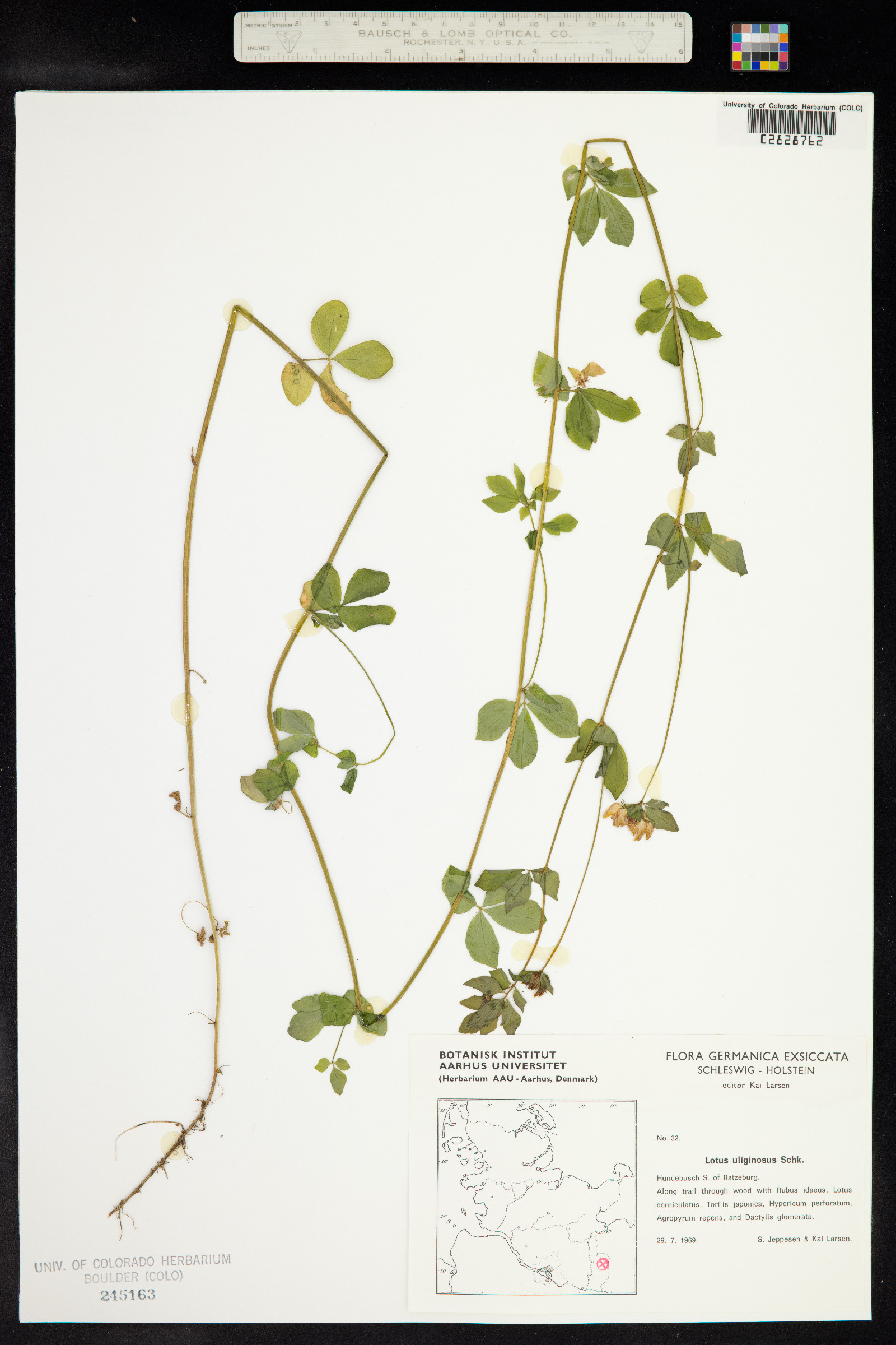 Lotus uliginosus image