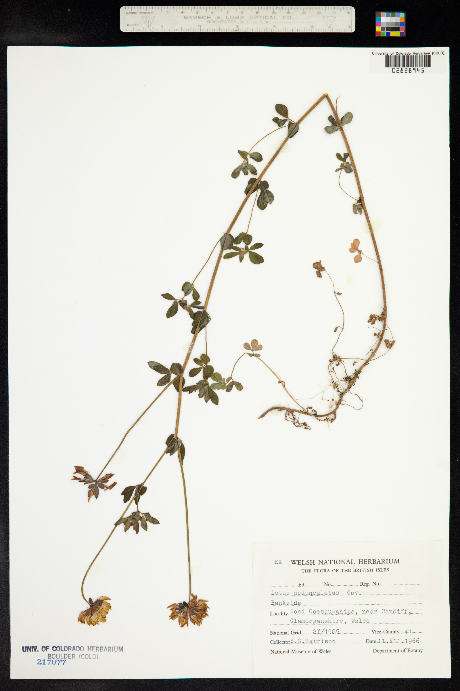 Lotus uliginosus image