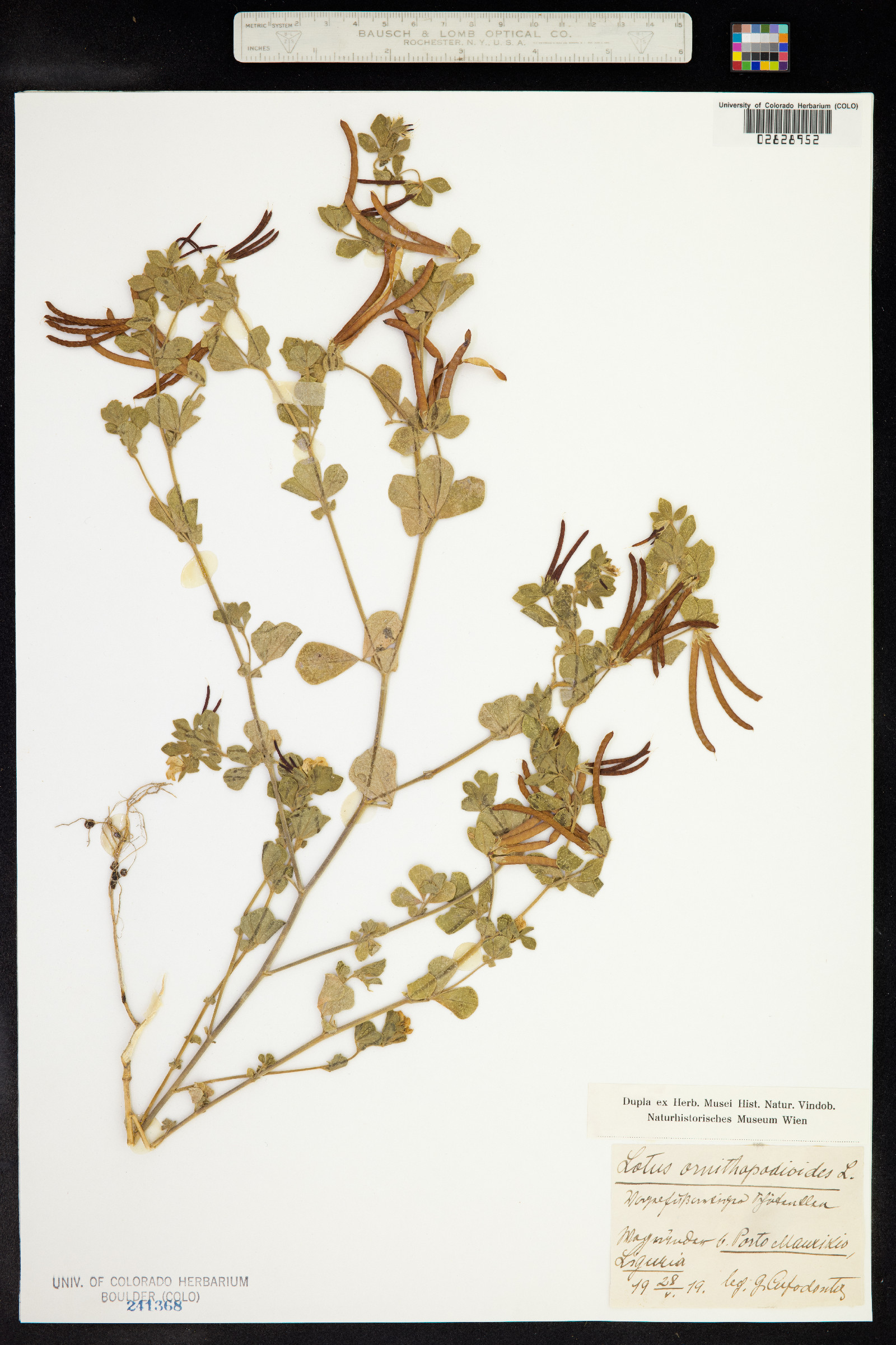 Lotus ornithopodioides image