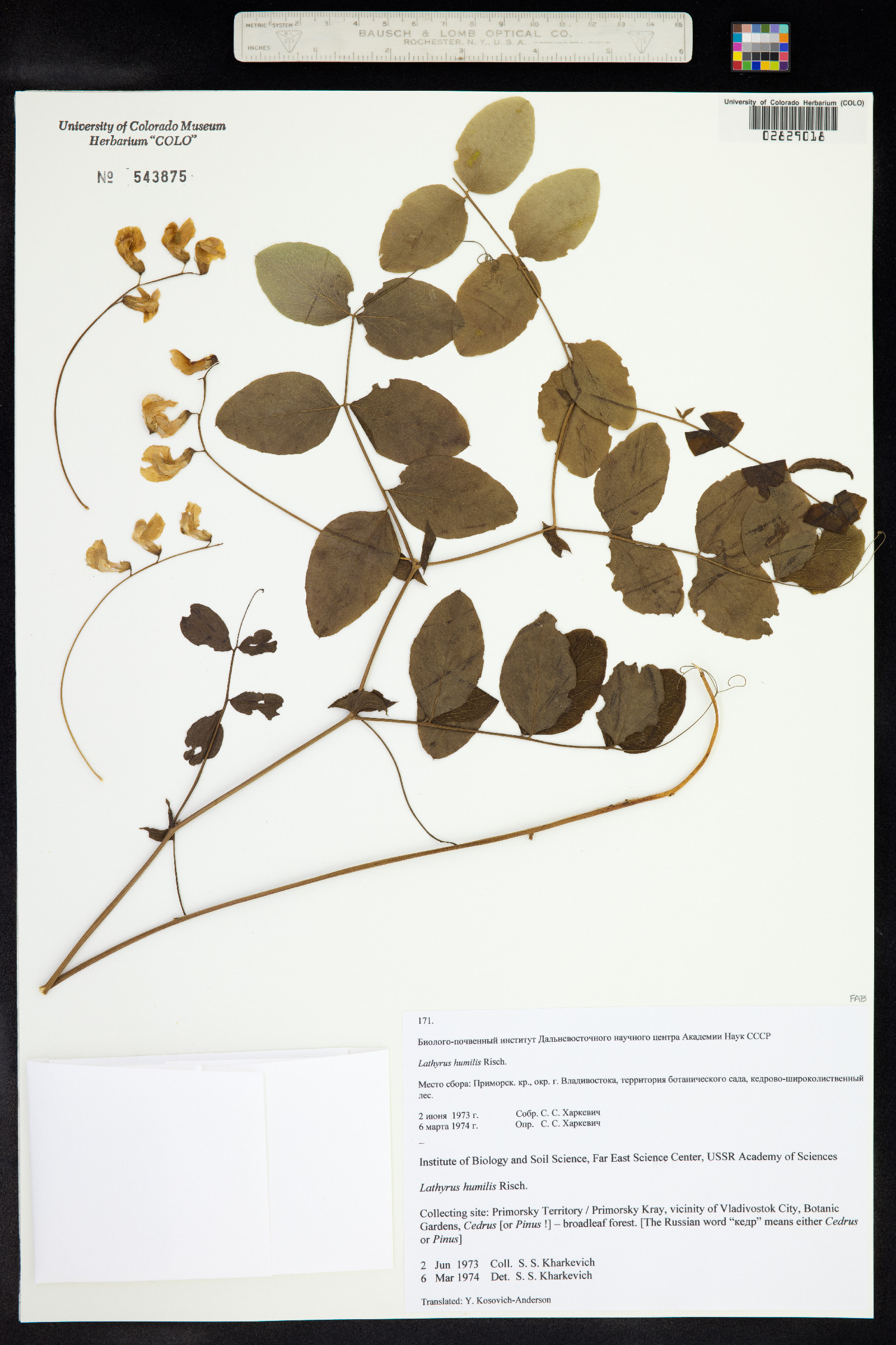 Lathyrus humilis image