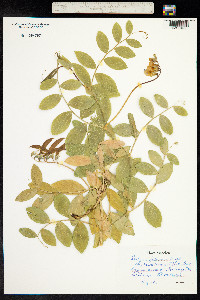 Lathyrus japonicus image