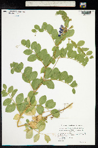 Lathyrus japonicus image