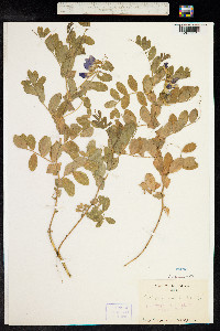 Lathyrus japonicus image