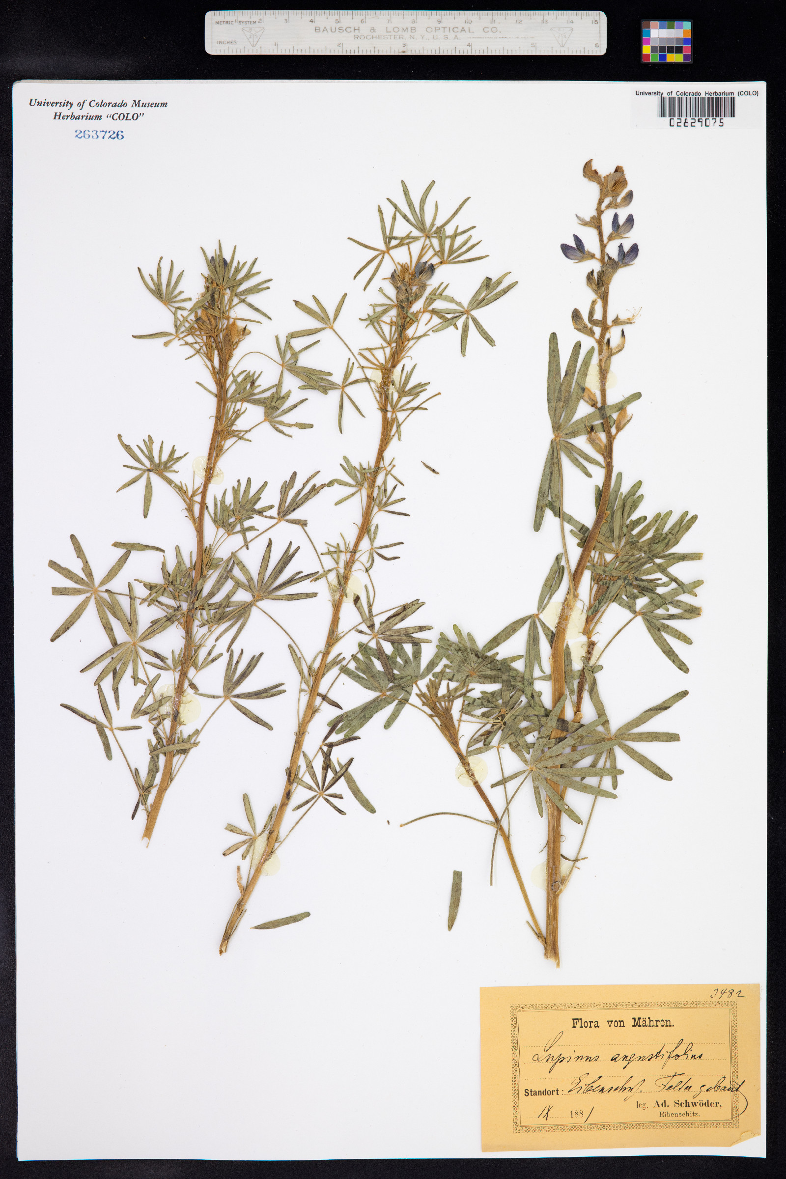 Lupinus angustifolius image