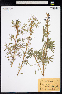 Lupinus angustifolius image