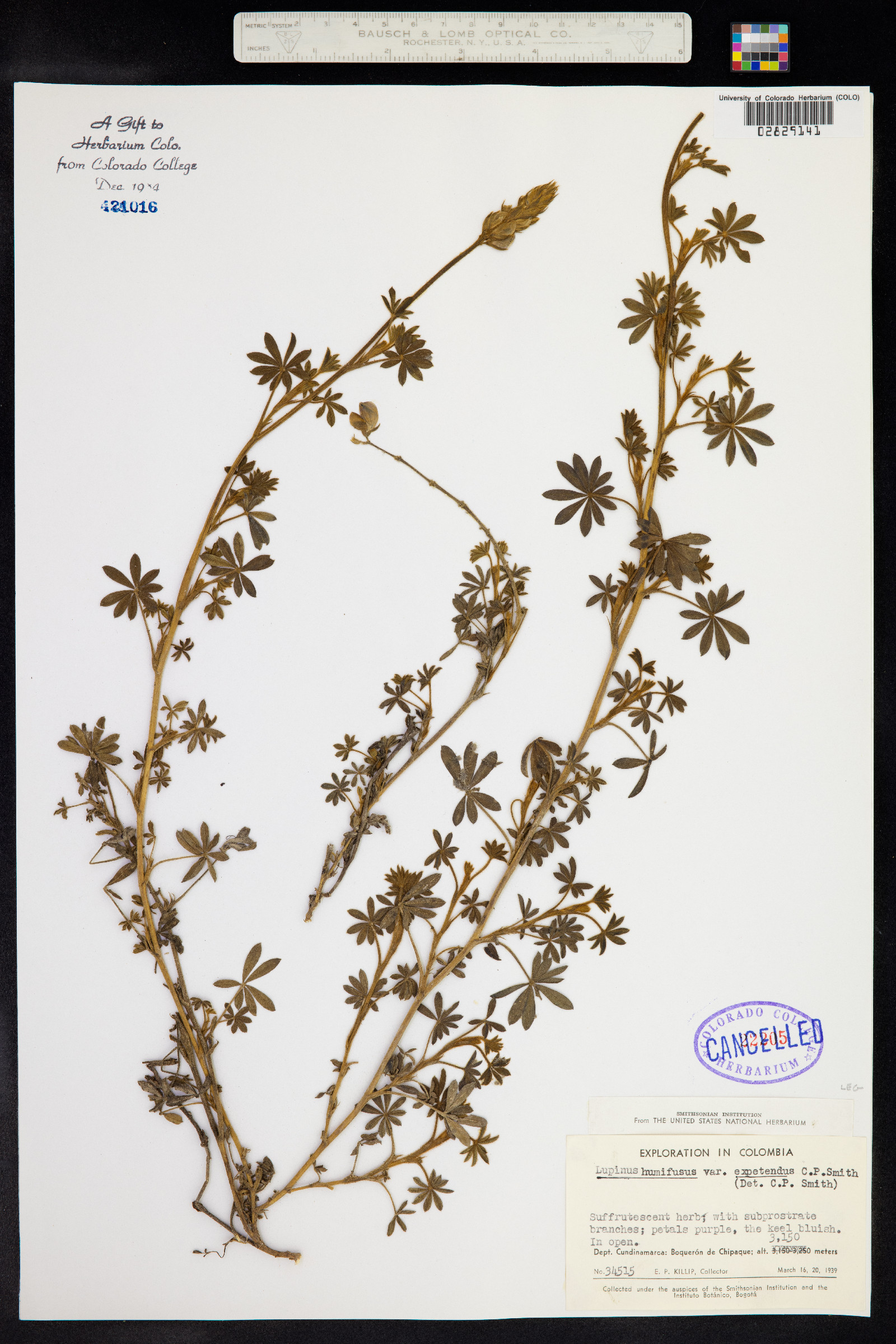 Lupinus humifusus image