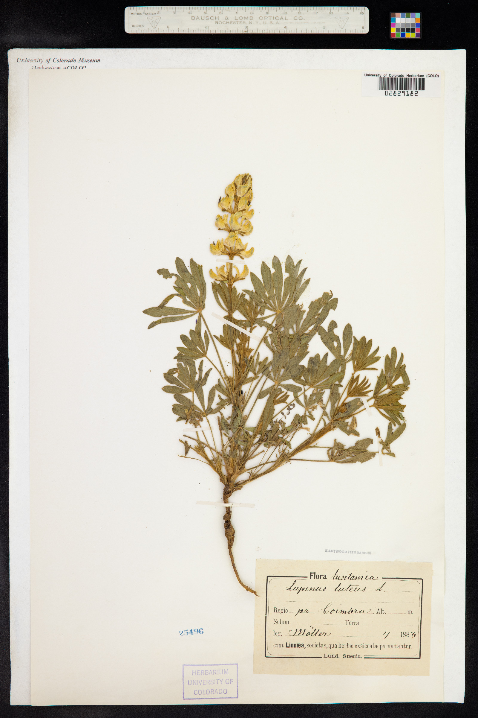 Lupinus luteus image