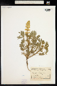 Lupinus luteus image