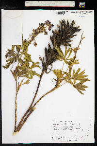 Lupinus montanus image