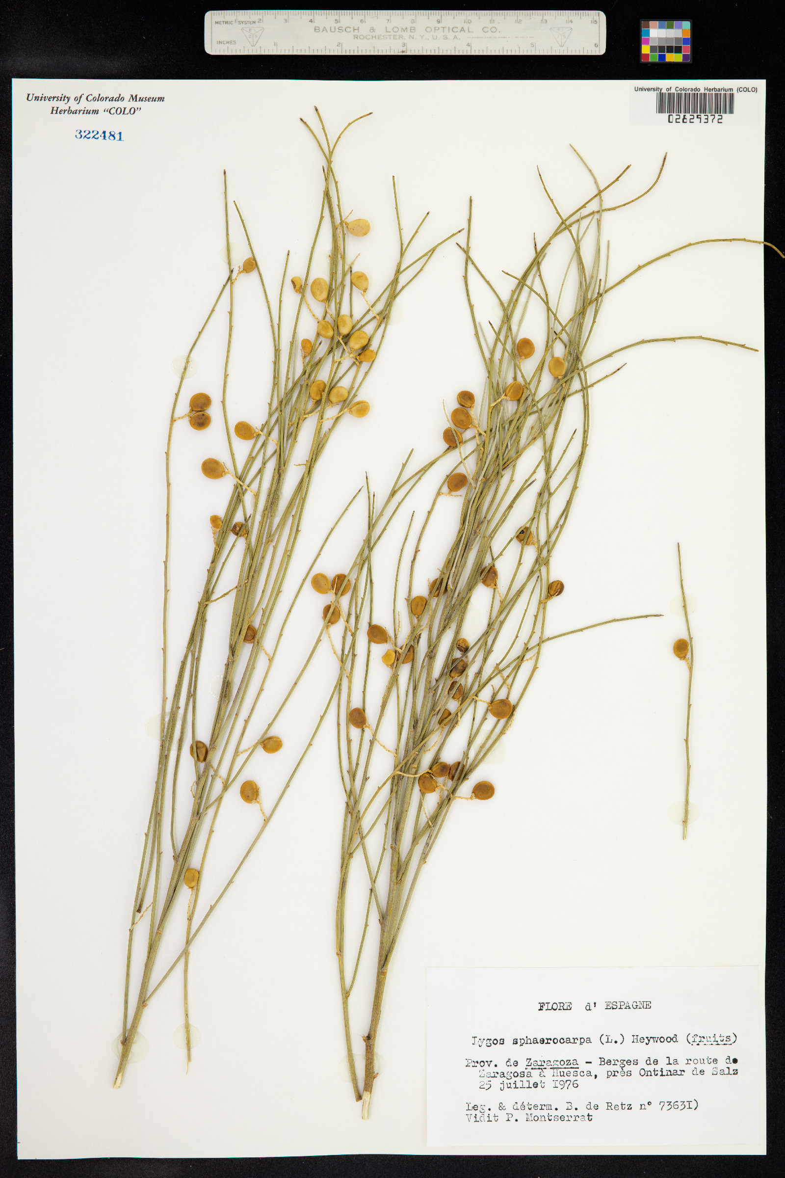 Retama sphaerocarpa image
