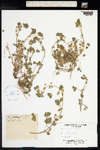 Medicago arabica image